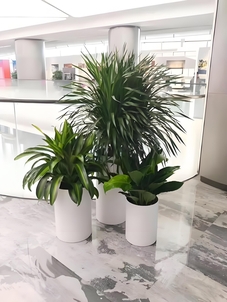 选盆景租赁，余姚服务好，开启绿色空间之旅！